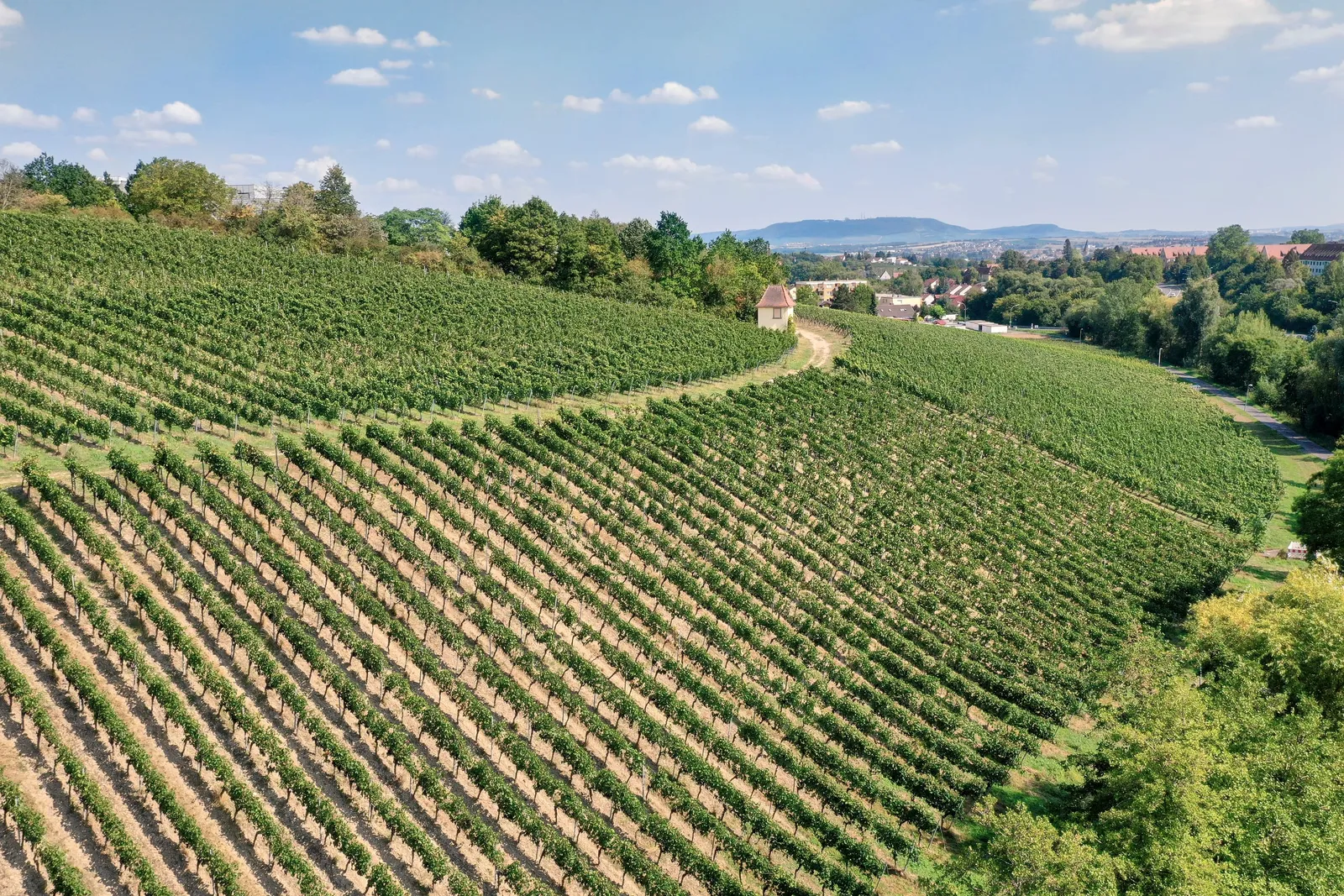Rebzeilen, die dem Hang des Weinbergs folgen, mit einem kleinen Häuschen auf der Kuppe.